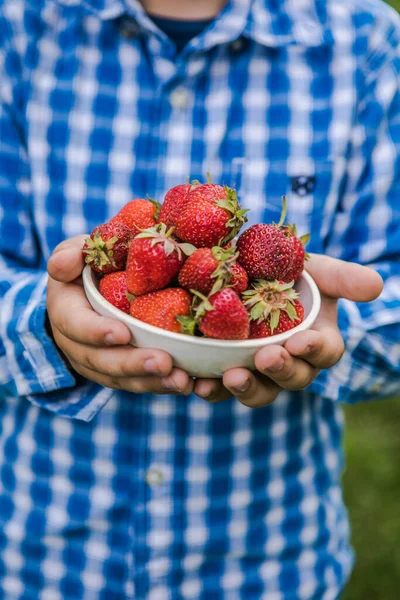 Child picking strawberry on fruit farm field on sunny summer day. Kids hold in his hand  fresh ripe organic strawberry