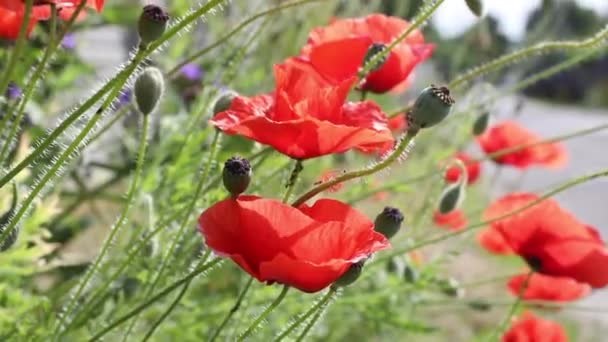 Poppies Spring Meadow Flower Latar Belakang Alam Bunga Alam — Stok Video