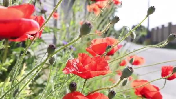 Πόπιτες Άνοιξη Λιβάδι Λουλούδι Φύση Φόντο Λουλούδια Φύση — Αρχείο Βίντεο