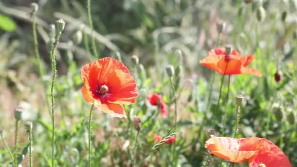 Poppies Spring Meadow Flower Latar Belakang Alam Bunga Alam — Stok Video