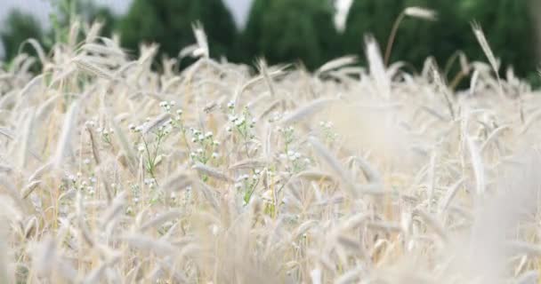 Поле Золотой Пшеницы Закате Красивые Бобы Заката Пшеницы Сельскохозяйственных Растений — стоковое видео