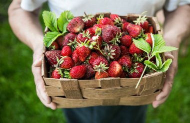 Çilek topluyorum. Kıdemli çiftçinin ellerinde bir sepet dolusu olgun çilek..