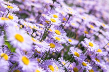 Mor Daisy gündoğumu çiçeği doğa arka planı. Papatya çayırı