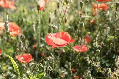 Doğanın arka plan çiçeği Poppy gündoğumu. Yaban Çiçeği.