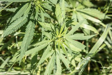 Kenevir ya da kenevir bitkisinin ayrıntıları bir kenevir çiftliğinde. Esrar yaprakları