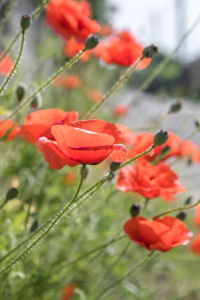 Φόντο Λουλούδι Poppy Ανατολή Αγριολούλουδα — Φωτογραφία Αρχείου