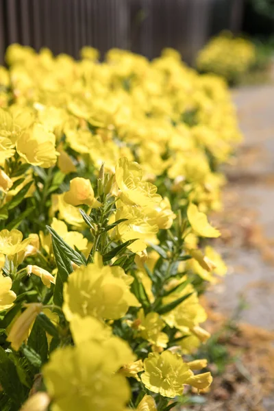 Enotera Flores Amarelas Está Florescendo Verão — Fotografia de Stock