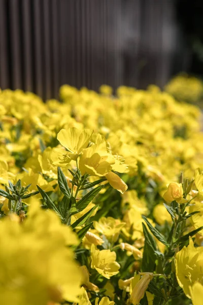 Enotera Létě Kvetou Žluté Květy — Stock fotografie