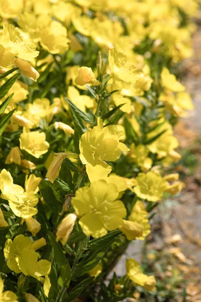 Enotera Gelbe Blüten Blühen Sommer — Stockfoto