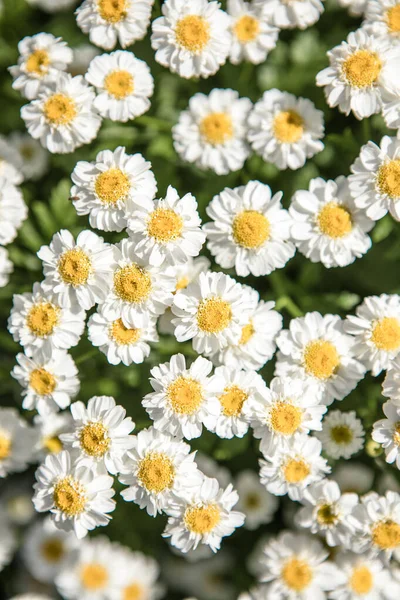 Blooming Daisy Field Chamomile Flowers Meadow Summer — Stock Photo, Image