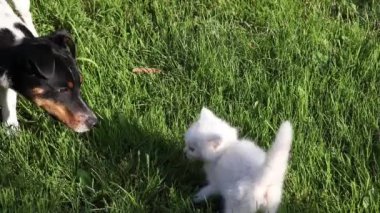 Beyaz küçük kedi ve köpek yavrusu Çimlerde Jack Russel Terrier