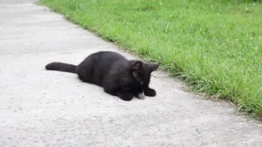 Kedi fareyi yakaladı. Farelerin doğal olarak yok edilmesi. Ağzında fare olan bir kedi avcısı.