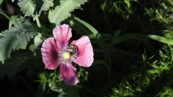 Roze Papaver Bijenparadijs Papaverbloemblaadjes — Stockvideo