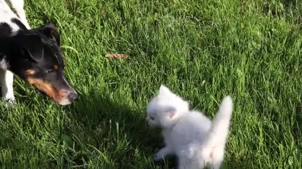 Biały Mały Kotek Pies Szczeniak Rasy Jack Russel Terrier Trawniku — Wideo stockowe