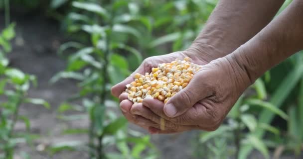 Farmers Hands Holding Corn Kernels Field Background Inglés Maíz Grano — Vídeo de stock