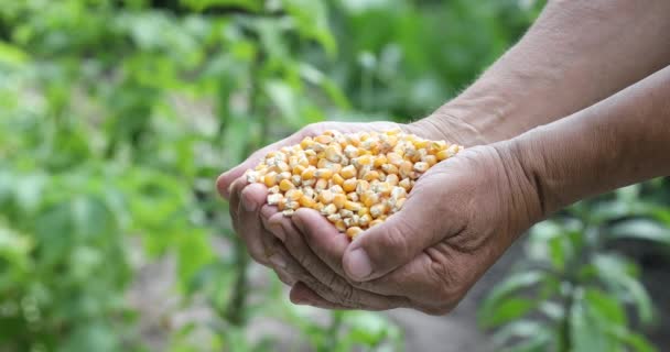 Farmers Hands Holding Corn Kernels Field Background Inglés Maíz Grano — Vídeo de stock