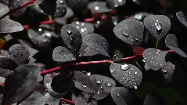 Grandes Gotas Hermosas Agua Lluvia Transparente Una Macro Hoja Púrpura — Vídeos de Stock