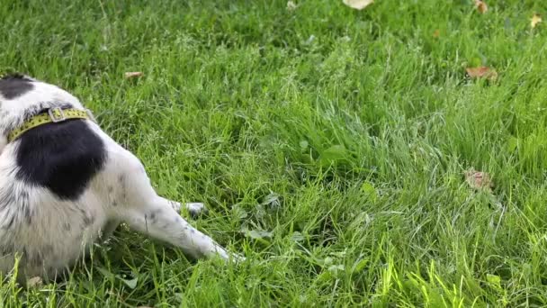 Jack Russell Terrier Anjing Bermain Dengan Ekornya Padang Rumput — Stok Video