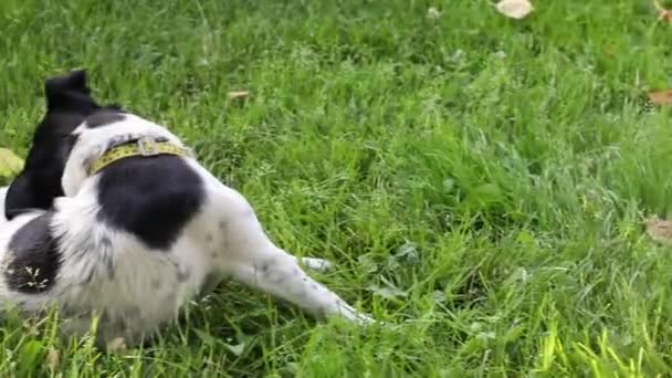 Jack Russell Terrier ขเล บหางของเขาในท งหญ — วีดีโอสต็อก