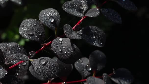 Grandes Gotas Hermosas Agua Lluvia Transparente Una Macro Hoja Púrpura — Vídeos de Stock