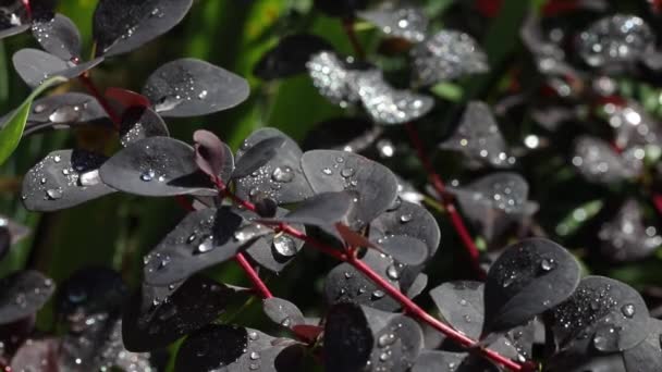紫色叶子上的大滴美丽的透明雨滴 早晨的露水在阳光下闪闪发光 — 图库视频影像