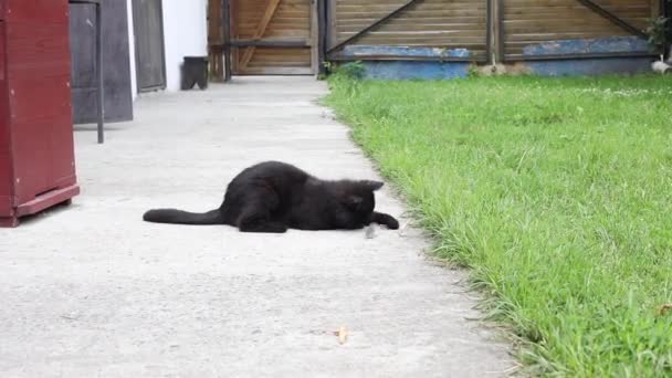 Gato Atrapó Ratón Exterminio Natural Ratones Cazadora Gatos Con Ratón — Vídeos de Stock