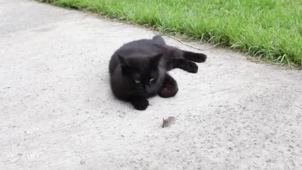 Katten Fanget Musa Naturlig Utryddelse Mus Kattejeger Med Mus Munnen – stockvideo