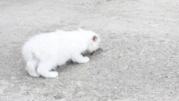 แมวจ บหน การก ดหน โดยธรรมชาต าแมวท ดอย ในปากของเธอ — วีดีโอสต็อก