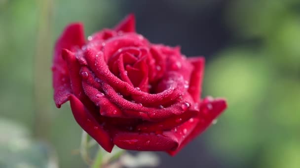 Rosa Flores Fundo Embaçado Jardim Rosas Natureza — Vídeo de Stock