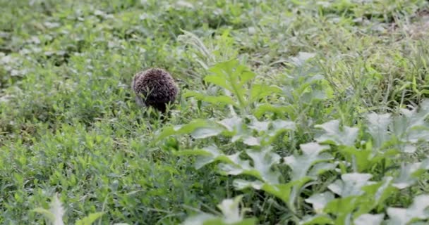 Hedgehog Nome Científico Erinaceus Europaeus Close Ouriço Selvagem Nativo Europeu — Vídeo de Stock