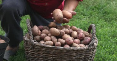 Patatesleri ayıklayan kişi. Bahçede patates hasadı. Patatesli sepet. Evde bahçe işleri.