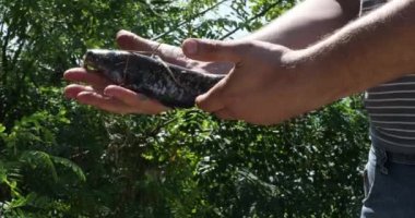 Balıkçı, balığını bir gölde yakalamış. Kedi balığı..