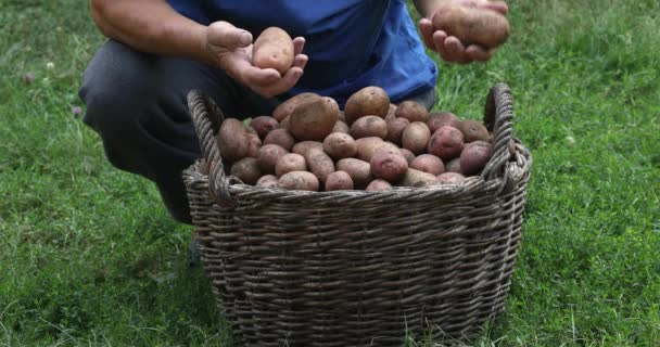 Personne Trie Les Pommes Terre Récolte Pommes Terre Dans Jardin — Video