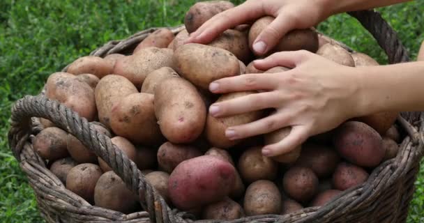 Person Sorterar Potatis Skördar Potatis Trädgården Korg Med Potatis Trädgårdsskötsel — Stockvideo