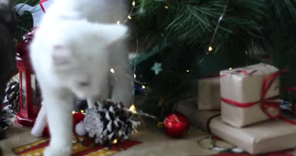 Kucing Natal Kucing Putih Yang Lucu Dengan Latar Belakang Liburan — Stok Video
