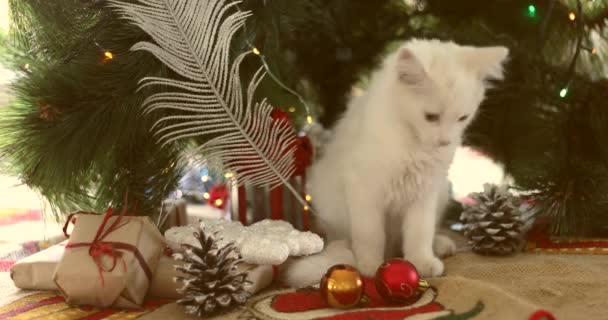 Vánoční Kočka Roztomilá Bílá Koťátka Svátečním Prázdninovém Pozadí Kitty Vánoční — Stock video