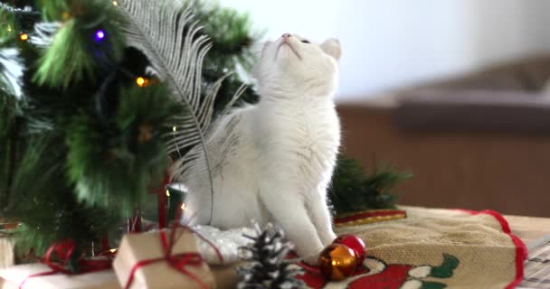 Χριστουγεννιάτικη Γάτα Χαριτωμένα Λευκά Γατάκια Εορταστικό Φόντο Διακοπών Kitty Χριστουγεννιάτικα — Αρχείο Βίντεο