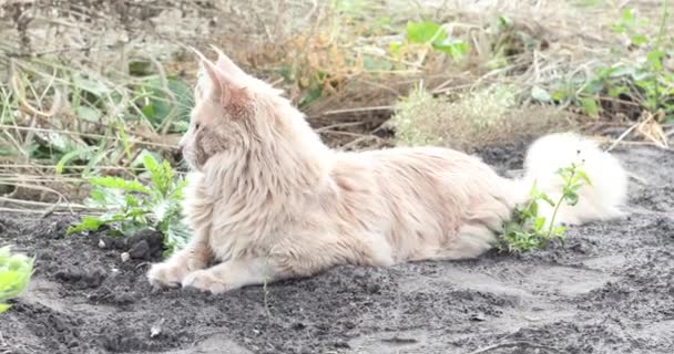 レッドメイン クーン キャット 国内の大型メインストーン子猫の閉鎖屋外 — ストック動画