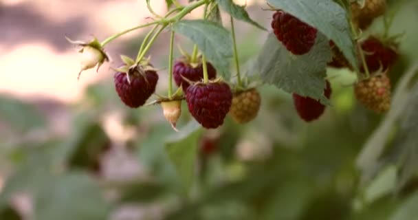 Biologische Frambozen Struik Teelt Eten Aanplant Van Frambozen — Stockvideo