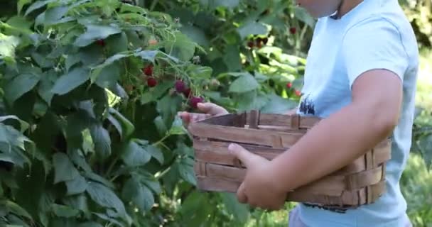 Ragazzino Carino Che Raccoglie Bacche Fresche Sul Campo Lamponi Bambini — Video Stock