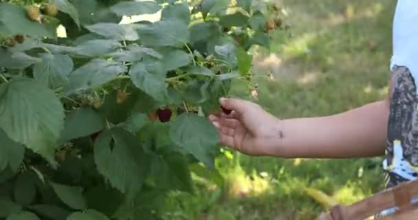 Söt Liten Unge Som Plockar Färska Bär Hallonfältet Barn Plockar — Stockvideo