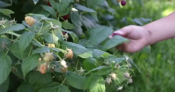 Lindo Niño Recogiendo Bayas Frescas Campo Frambuesa Los Niños Recogen — Vídeos de Stock