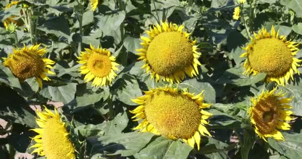 Agricultură Câmpul Natural Floarea Soarelui — Videoclip de stoc