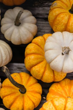 Pumpkin field at autumn harvest, many orange pumpkins on a farm