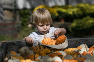 Hasır şapkalı küçük bir çocuk güzel bir sonbahar gününde çiftlikten balkabağı seçiyor..