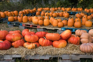 Bright orange pumpkins spread across the farm field during autumn harvest season.