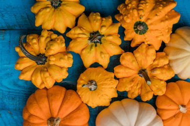 Küçük renkli balkabakları mavi arkaplan, üst görünüm, sonbahar konsepti.