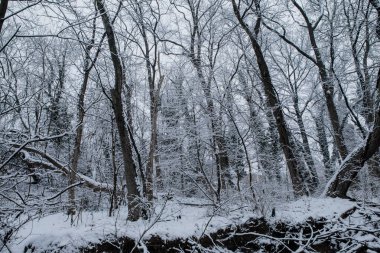 Küçük kış akarsu karlı ağaçları ile