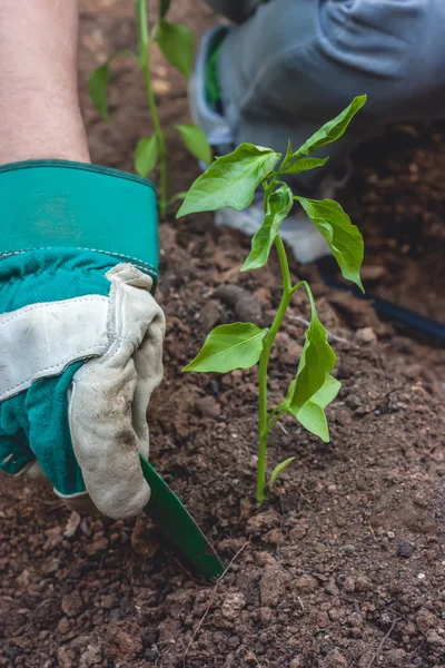 Plantera en paprika planta i marken — Stockfoto
