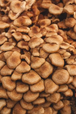 Orman yerde büyüyen yabani mantar